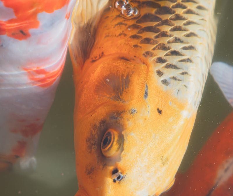 KH in Koi Ponds | Prevent pH Crashes & Protect Your Koi