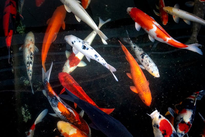 Understanding Koi Pond Water Quality: The Parameters That Keep Your Fish Alive