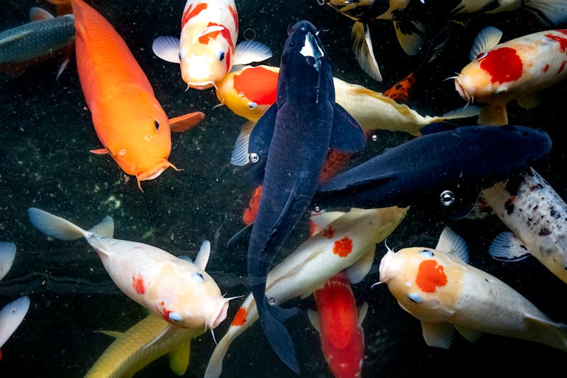 7 Warning Signs Your Koi Fish Are Sick — And What to Do Next